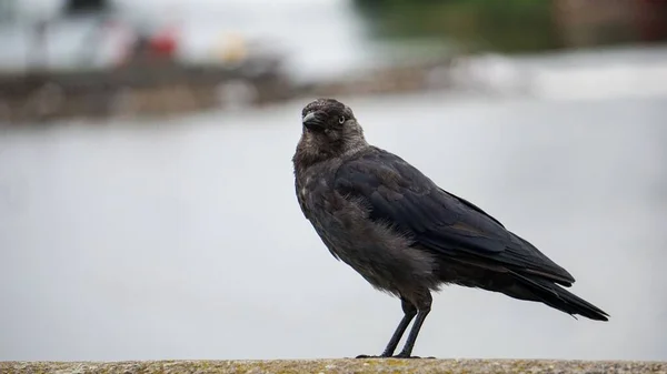 Černá Vrána Corvus Corone Stojící Mostě — Stock fotografie