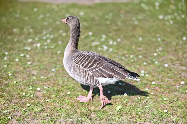 Closeup Shot Greylag Goose Walking Garden — Stock Photo, Image