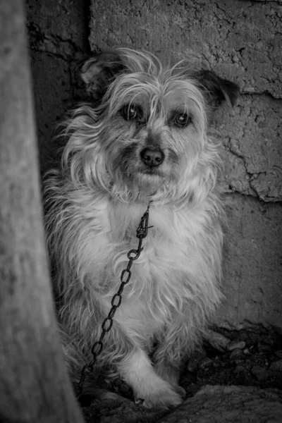 Retrato Vertical Tons Cinza Cão Adorável — Fotografia de Stock