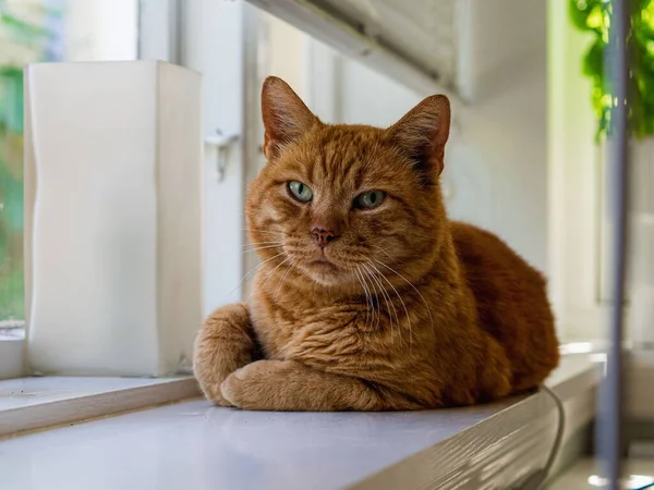 Closeup Shot European Cat Sitting Window — Stockfoto