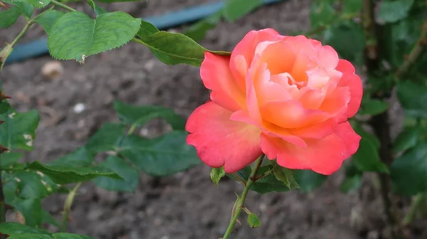 Een Closeup Van Een Prachtige Roos Groeiend Een Tuin — Stockfoto