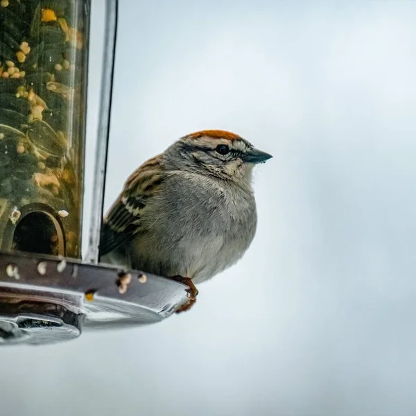House Sparrow Perched Bird Feeder — Stock Photo, Image