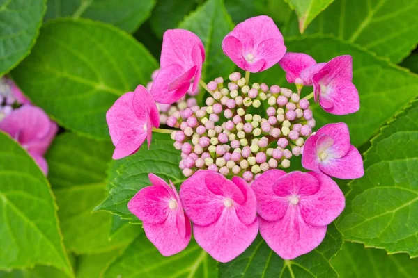 Nahaufnahme Einer Rosa Hortensienblüte Makroaufnahme — Stockfoto