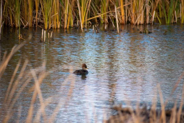 Hooded Merganser Swims Peacefully Calm Pond Surrounded Tall Reeds Wilderness — Stock Photo, Image