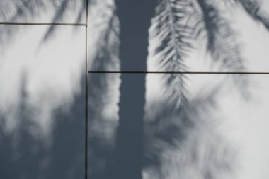 Beyaz bir duvarda bir palmiye ağacı gölgesi