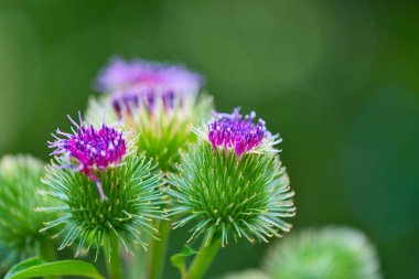 Arctium cinsi, Arctium lappa cinsi, Asteraceae makro fotoğrafı
