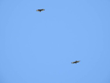 Güneşli bir günde mavi gökyüzünde uçan iki yırtıcı kuş.