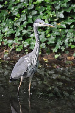 Bahçede yürüyen gri balıkçılın dikey görüntüsü.