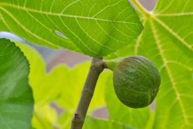 İncir ağacındaki taze incirlere yakın çekim, makro çekim.
