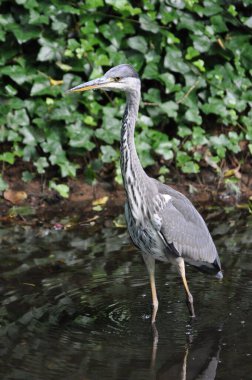 Bahçede yürüyen gri balıkçılın dikey görüntüsü.