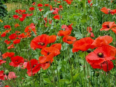 Kırmızı ve yeşil çiçekli haşhaş tarlası