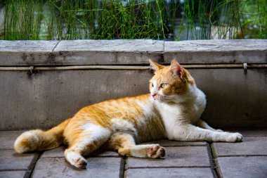 Su havuzunun yanında kızıl bir kedinin yakın çekimi.