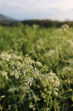 Güneş doğarken bir tarladaki İnek Maydanozu bitkisinin yakın çekimi