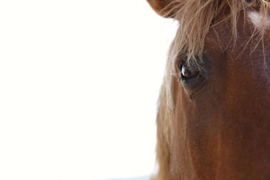 Bir atın yarım portresi..