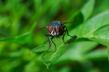Yeşil yapraklı bir sineğin makro görüntüsü.
