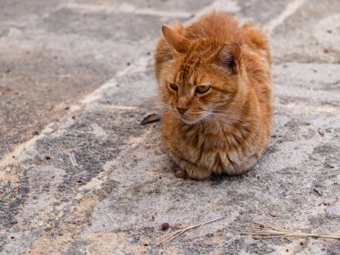 Ağaç gövdesinin yanında duran turuncu kedinin yakın çekimi.