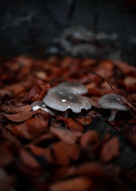 Tricholoma 'nın portakal yaprakları üzerine sığ bir odağı