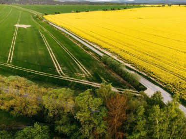Güneşli bir günde güzel bir kolza tohumu tarlasının manzarası.