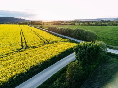 Güneşli bir günde güzel bir kolza tohumu tarlasının manzarası.