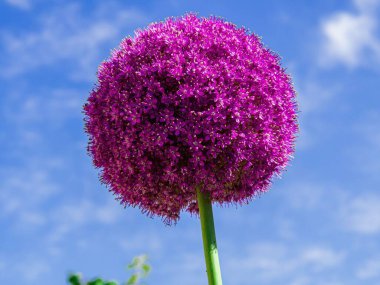 Bahçede çiçek açan mor bir allium 'un yakın plan çekimi.