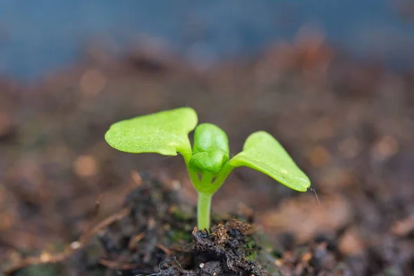 Sprout Basil Plant Macro Shot — Stock Photo, Image