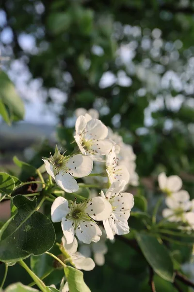 Gros Plan Une Branche Poire Fleurs Avec Des Fleurs Blanches — Photo