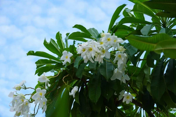 Fotografía Flores Blancas Árbol —  Fotos de Stock