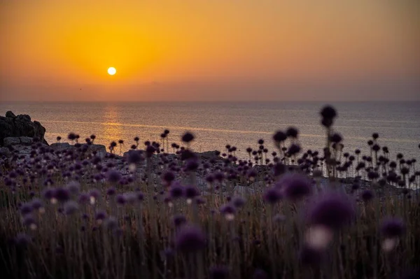 Fleurs Ail Sauvage Sur Les Îles Tremiti Italie — Photo