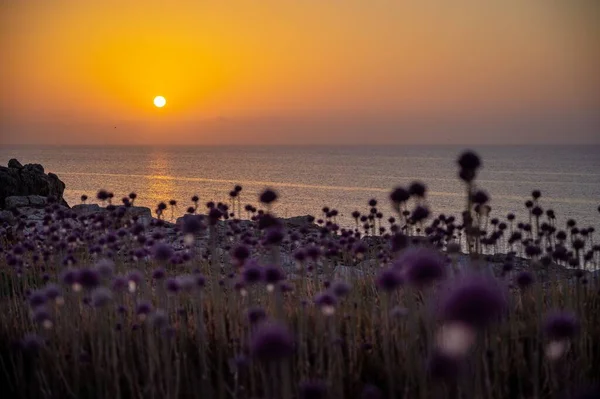 Bärlauchblüten Auf Den Tremiti Inseln Italien — Stockfoto