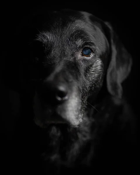 Een Portret Van Een Oude Zwarte Labrador Met Een Donkere — Stockfoto