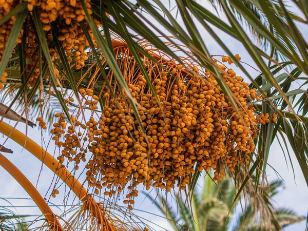Closeup Shot Growing Phoenix Palm Orange Fruit — Stock Photo, Image