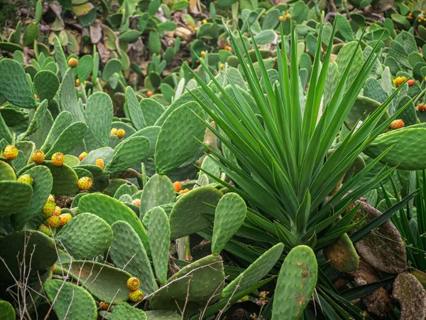 Detailní Záběr Rostoucí Rostliny Opuntia Terénu — Stock fotografie