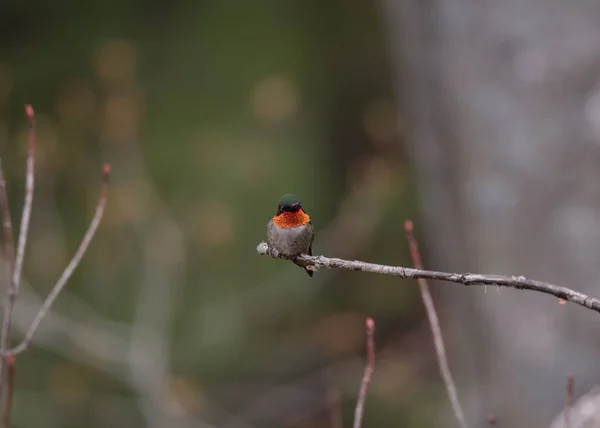 Colibrí Garganta Rubí Archilochus Colubris Posado Sobre Una Rama Árbol —  Fotos de Stock