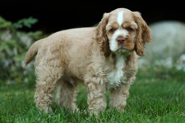 Een Close Shot Van Een Engelse Cocker Spaniel Tuin — Stockfoto