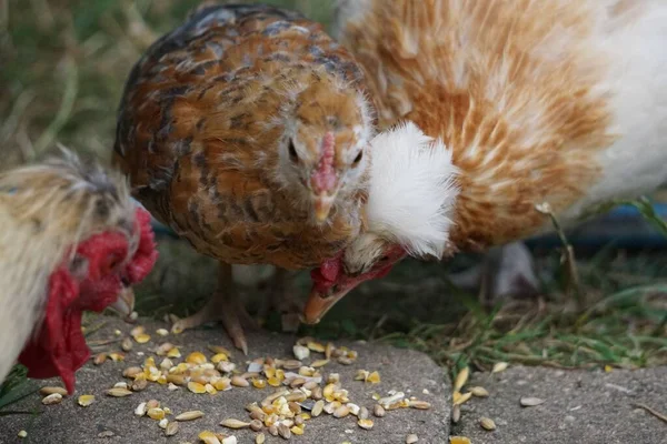 Chicken Family Eating Corn Garden — Stock Photo, Image