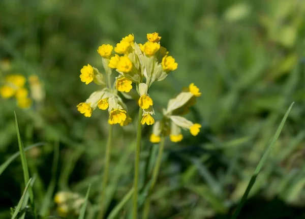 Close Uma Flor Cowslip Amarelo Fundo Prado Borrado — Fotografia de Stock