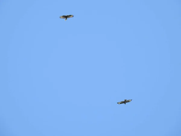 Δύο Αρπακτικά Πουλιά Πετούν Ψηλά Στον Γαλάζιο Ουρανό Μια Ηλιόλουστη — Φωτογραφία Αρχείου