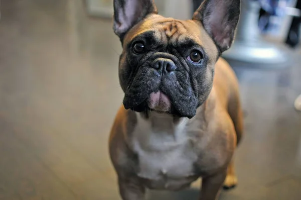 Närbild Bild Söt Vuxen Fransk Tjur Hund Tittar Kameran — Stockfoto