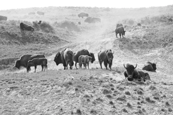 Grayscale Buffaloes Field — Stock Photo, Image