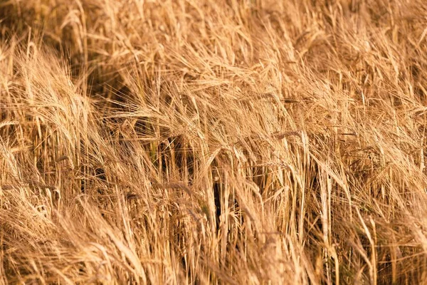 Foto Hordeum Vulgare Barley Field Planta Está Madura Pronta Para — Fotografia de Stock