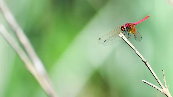 Hermosa Libélula Roja Tallo — Foto de Stock