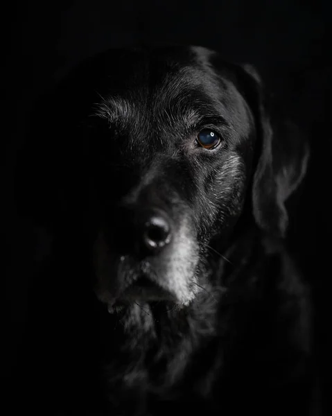 Ett Porträtt Gammal Svart Labrador Med Mörk Bakgrund — Stockfoto