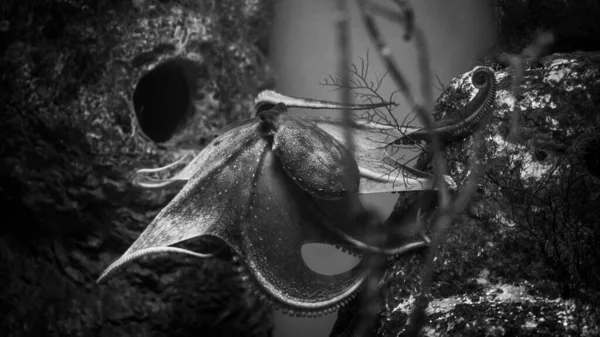 Een Grijsschaal Van Een Octopus Onderwater — Stockfoto