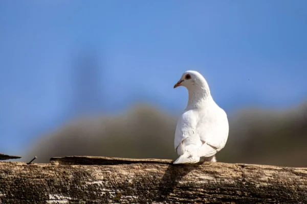 Bedårande Vit Duva Som Sitter Trädgren Mot Blå Himmel — Stockfoto