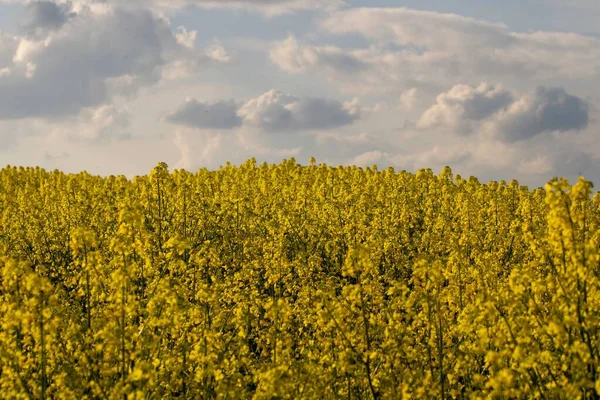 Een Koolzaad Veld Met Gele Bloemen Onder Een Bewolkte Lucht — Stockfoto