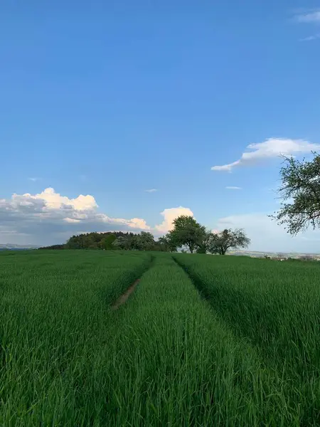Прекрасный Вид Зеленое Поле Свежей Травой Чистым Небом — стоковое фото