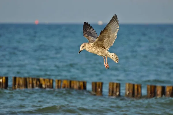 Primer Plano Una Gaviota Blanca Volando Sobre Agua Warnemunde Alemania — Foto de Stock