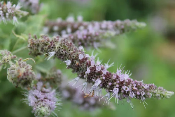 Closeup Shot Blooming Horse Mint Flowers — Stock Photo, Image