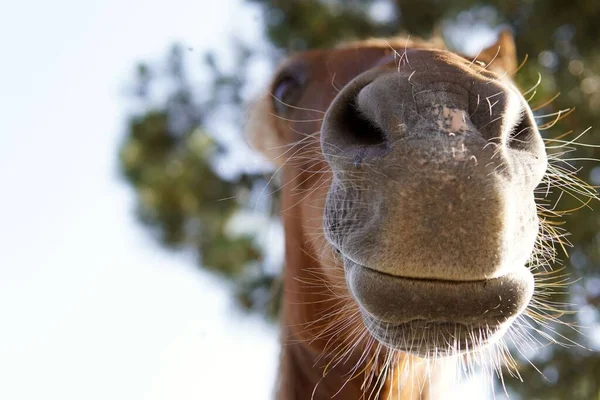 Close Teeth Horse Eating — Stock Photo, Image