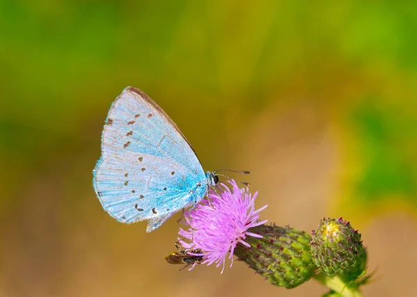 チャードのアザミに青い蝶のクローズアップ ワスプが近づいている マクロ写真 — ストック写真